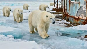 Osos polares en estación científica abandonada en Rusia